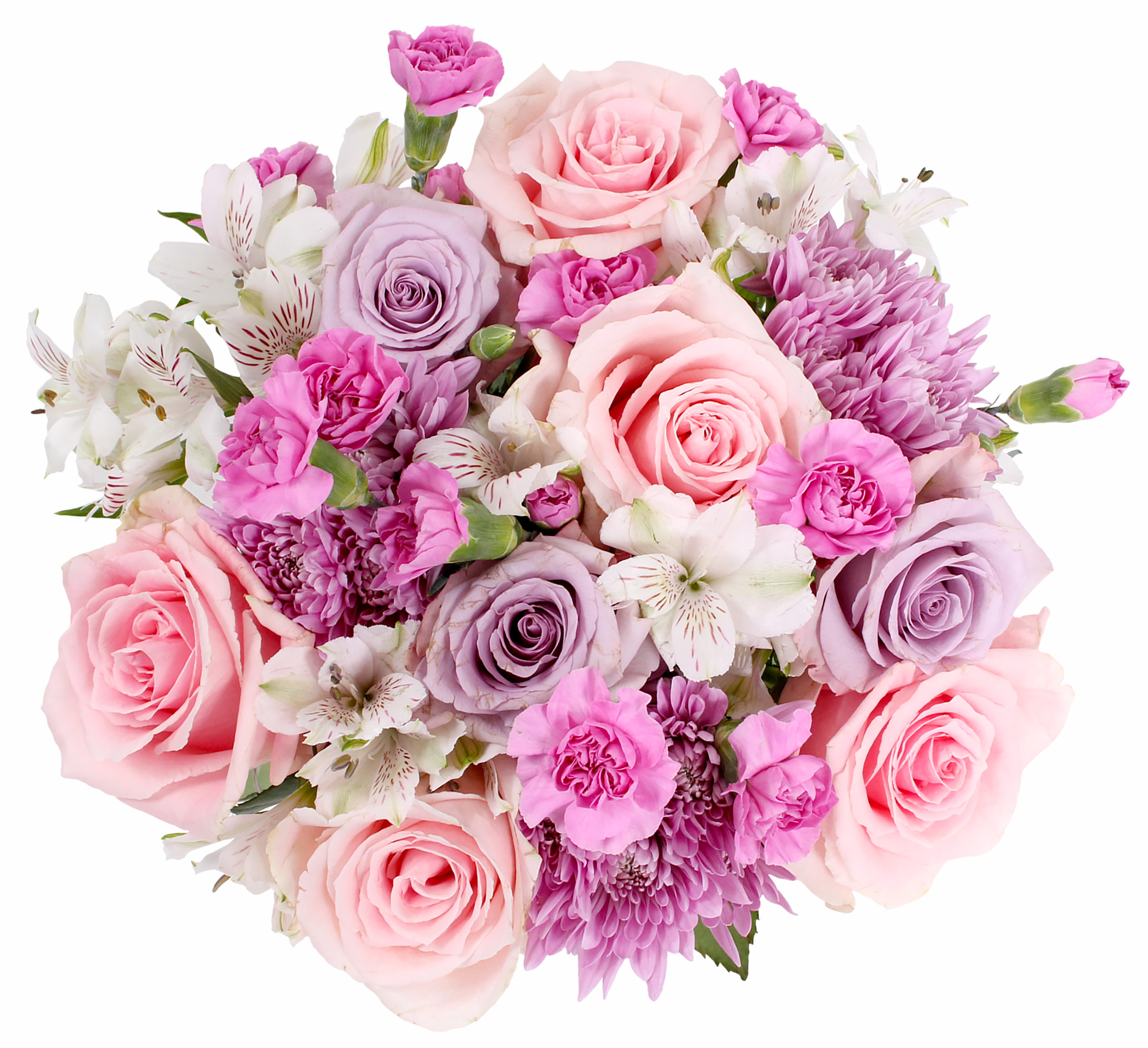 Lavender Roses Roses